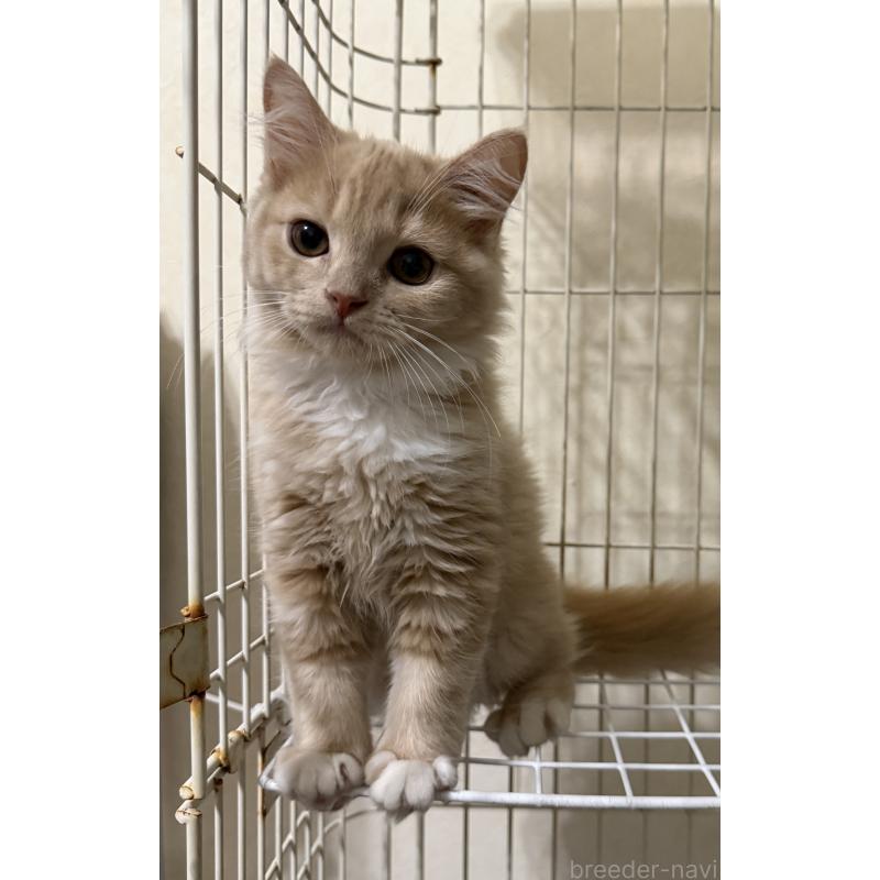 販売中の埼玉県のスコティッシュフォールド-124872の24枚目