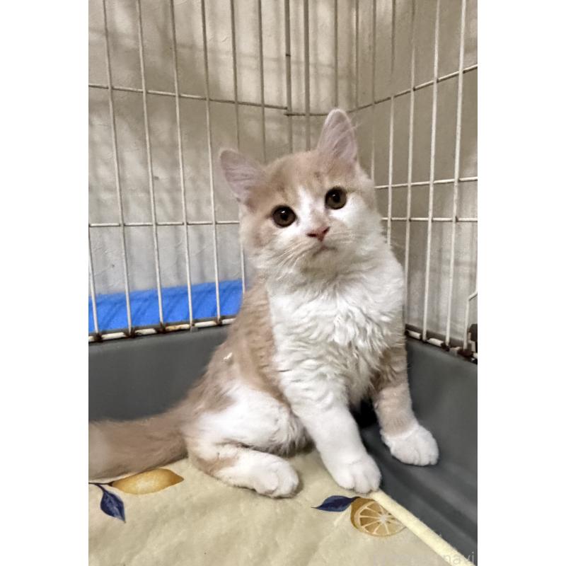 販売中の埼玉県のスコティッシュフォールド-124878