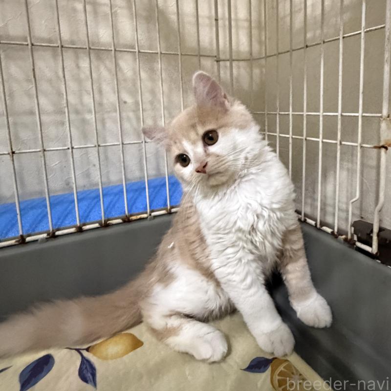 販売中の埼玉県のスコティッシュフォールド-124878の28枚目