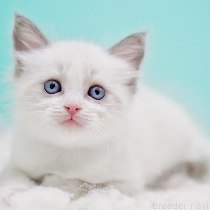 販売中の東京都のラグドール-129842