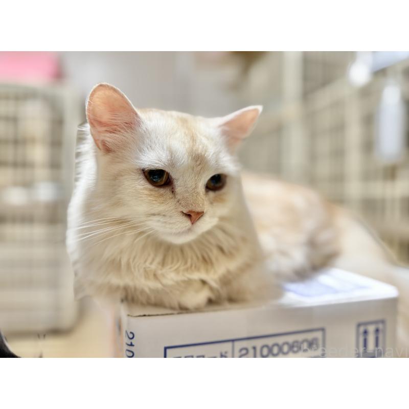 販売中の栃木県のミヌエット(短足)-118766の2枚目