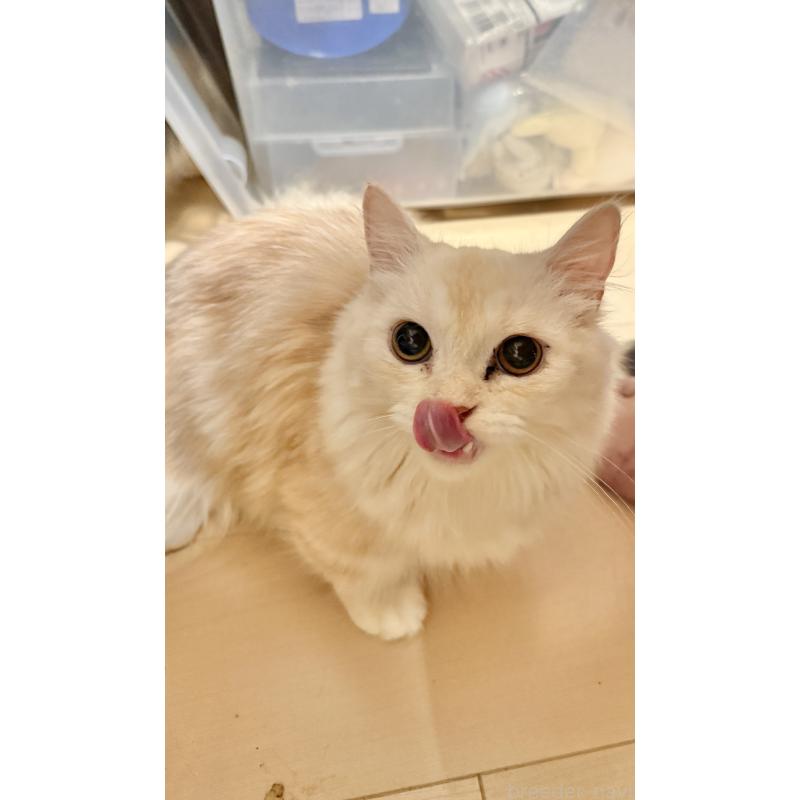 販売中の栃木県のミヌエット(短足)-118766