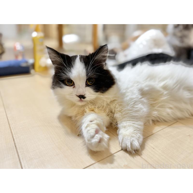 販売中の栃木県のミヌエット(短足)-124765の2枚目