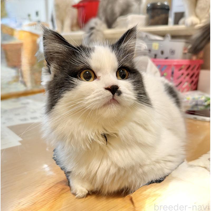 販売中の栃木県のミヌエット(短足)-124765