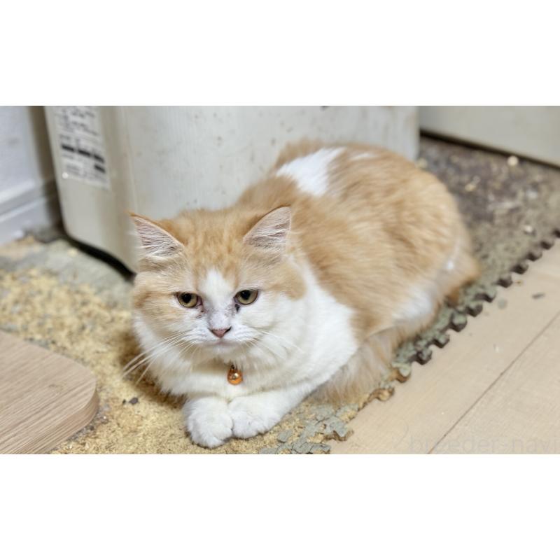 販売中の栃木県のミヌエット-129046