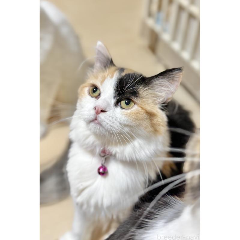 販売中の栃木県のミヌエット-124767