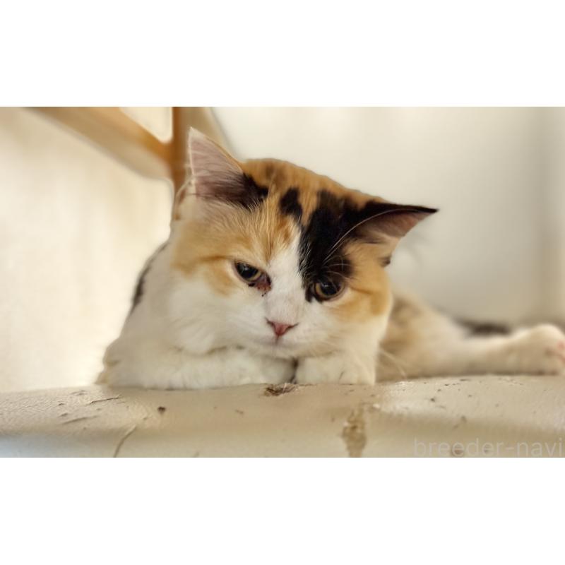 販売中の栃木県のミヌエット-124767の2枚目