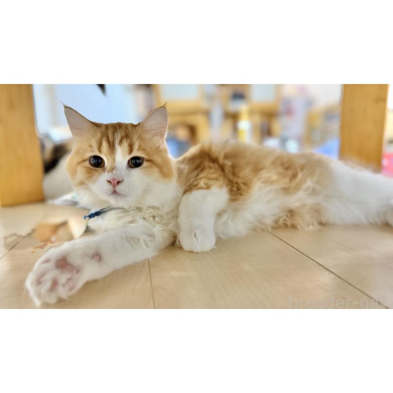 販売中の栃木県のミヌエット-124766の2枚目