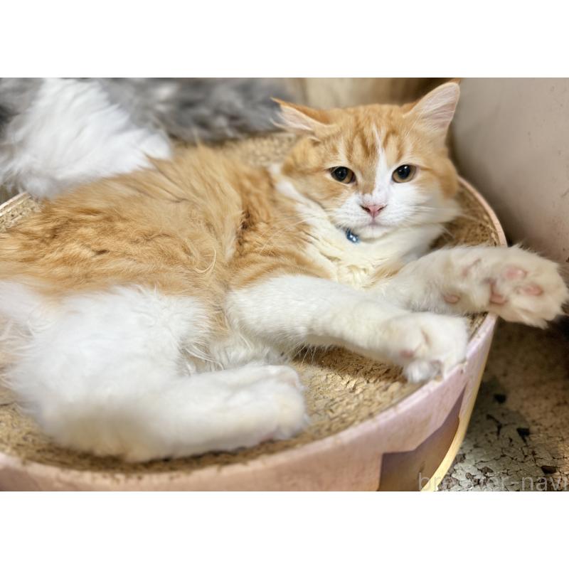 販売中の栃木県のミヌエット-124766