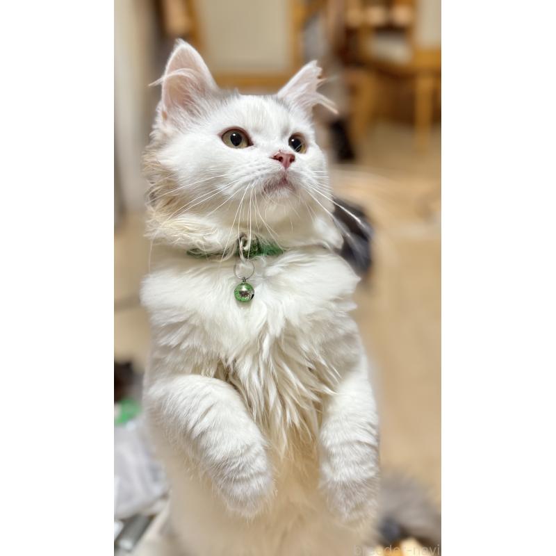 販売中の栃木県のミヌエット-126532の3枚目