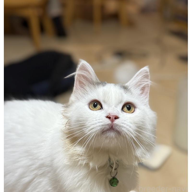 販売中の栃木県のミヌエット-126532