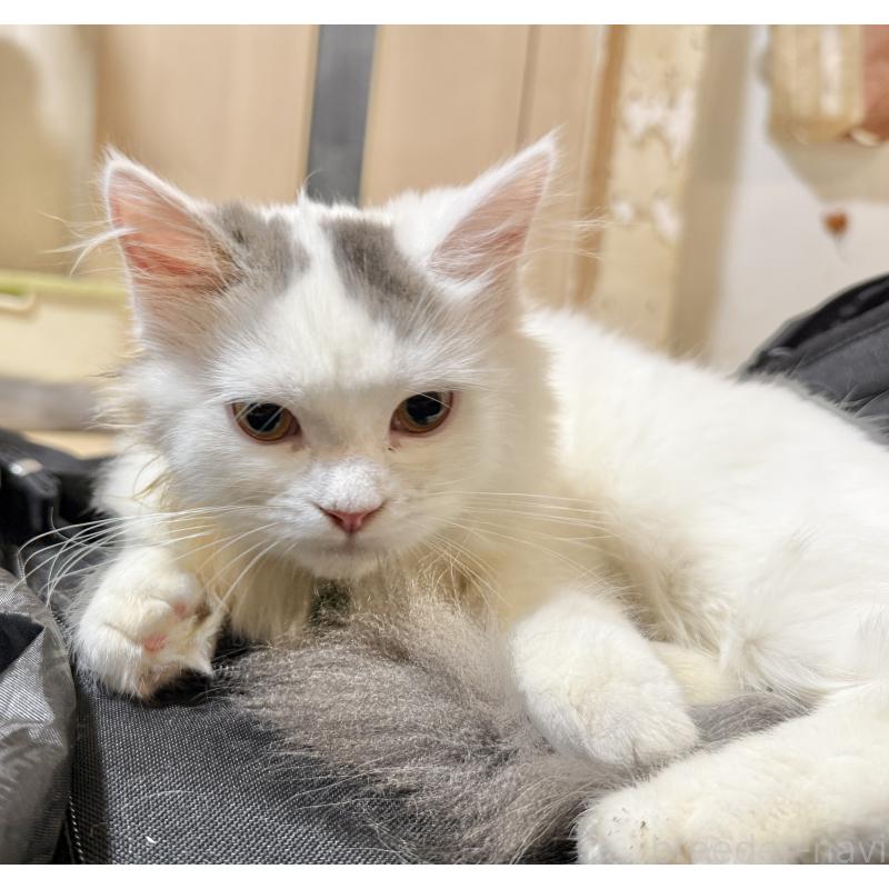 販売中の栃木県のミヌエット-126532の2枚目