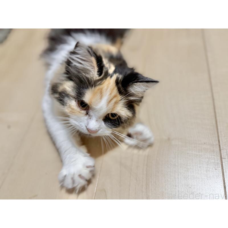 販売中の栃木県のミヌエット-126533