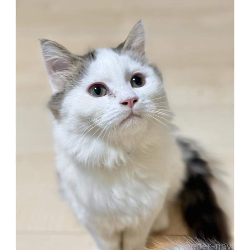 販売中の栃木県のミヌエット-126537