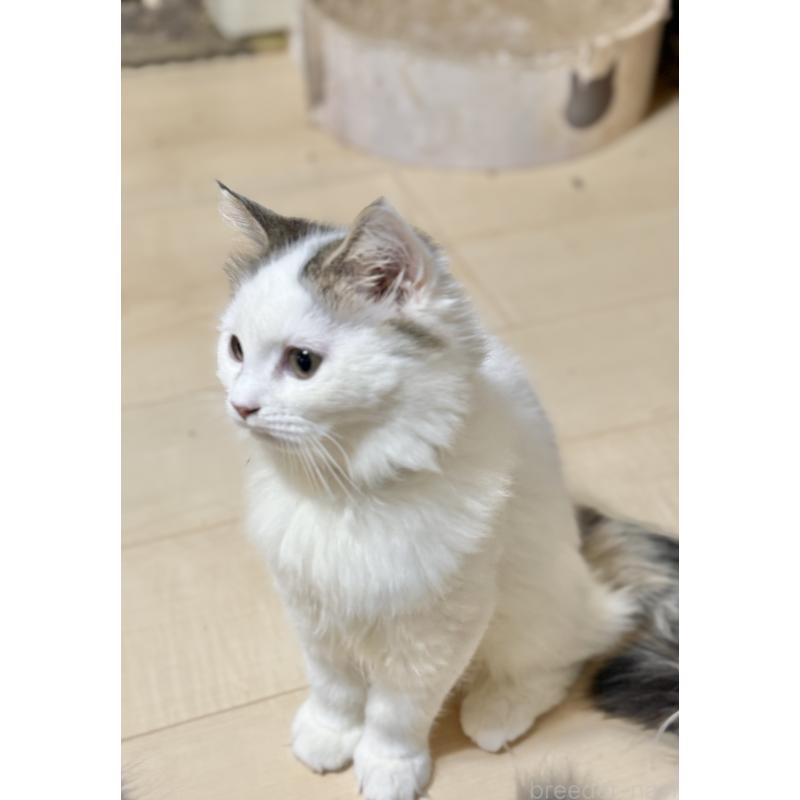 販売中の栃木県のミヌエット-126537の2枚目