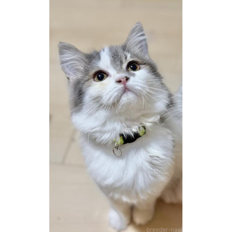 販売中の栃木県のミヌエット-126539