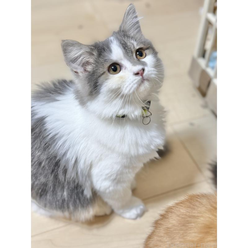 販売中の栃木県のミヌエット-126539の2枚目