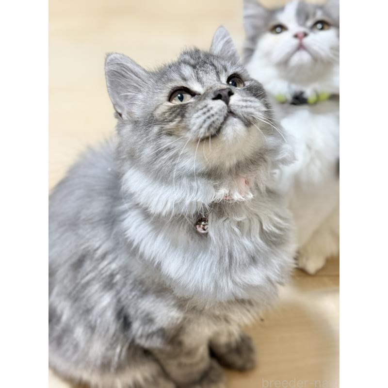 販売中の栃木県のミヌエット-126538の3枚目