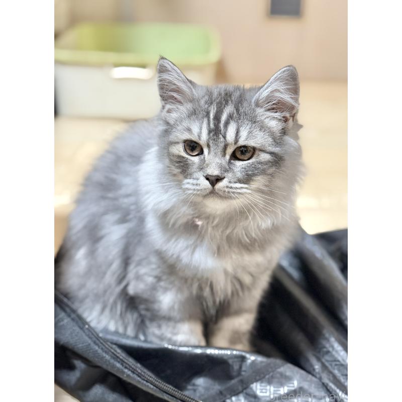 販売中の栃木県のミヌエット-126538