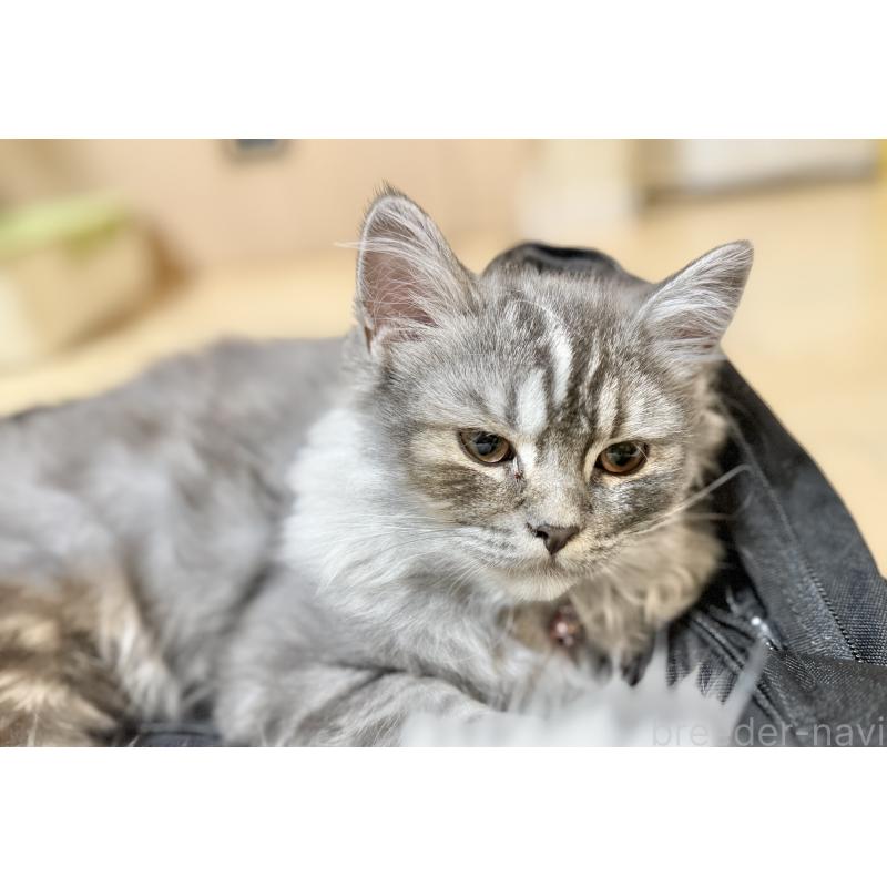 販売中の栃木県のミヌエット-126538の2枚目