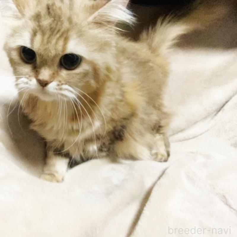 販売中の埼玉県のスコティッシュフォールド-130381の1枚目