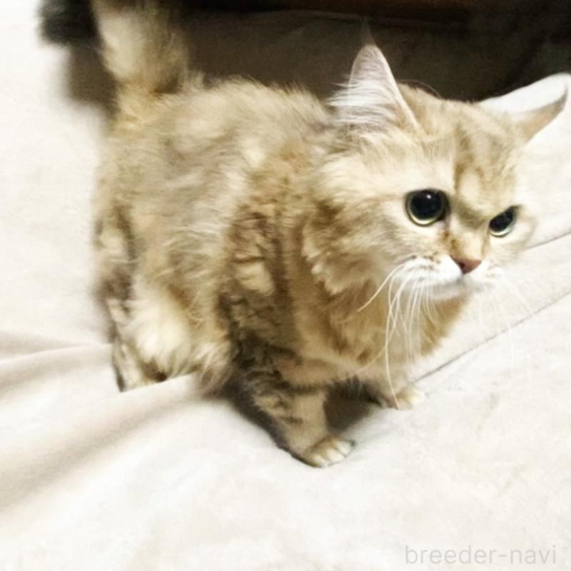 販売中の埼玉県のスコティッシュフォールド-130381の11枚目