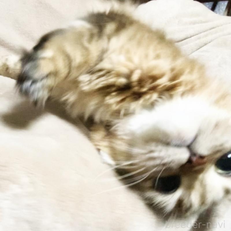 販売中の埼玉県のスコティッシュフォールド-130381の10枚目