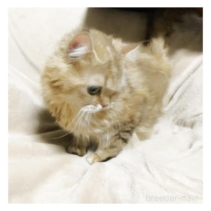 販売中の埼玉県のスコティッシュフォールド-130381の9枚目