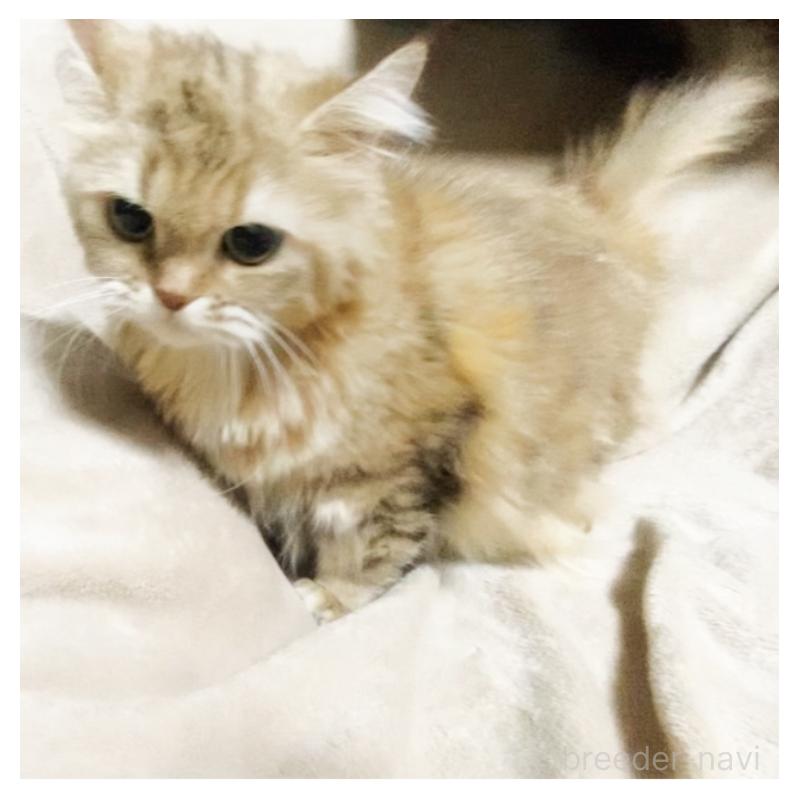 販売中の埼玉県のスコティッシュフォールド-130381の8枚目