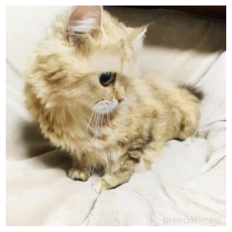 販売中の埼玉県のスコティッシュフォールド-130381の7枚目