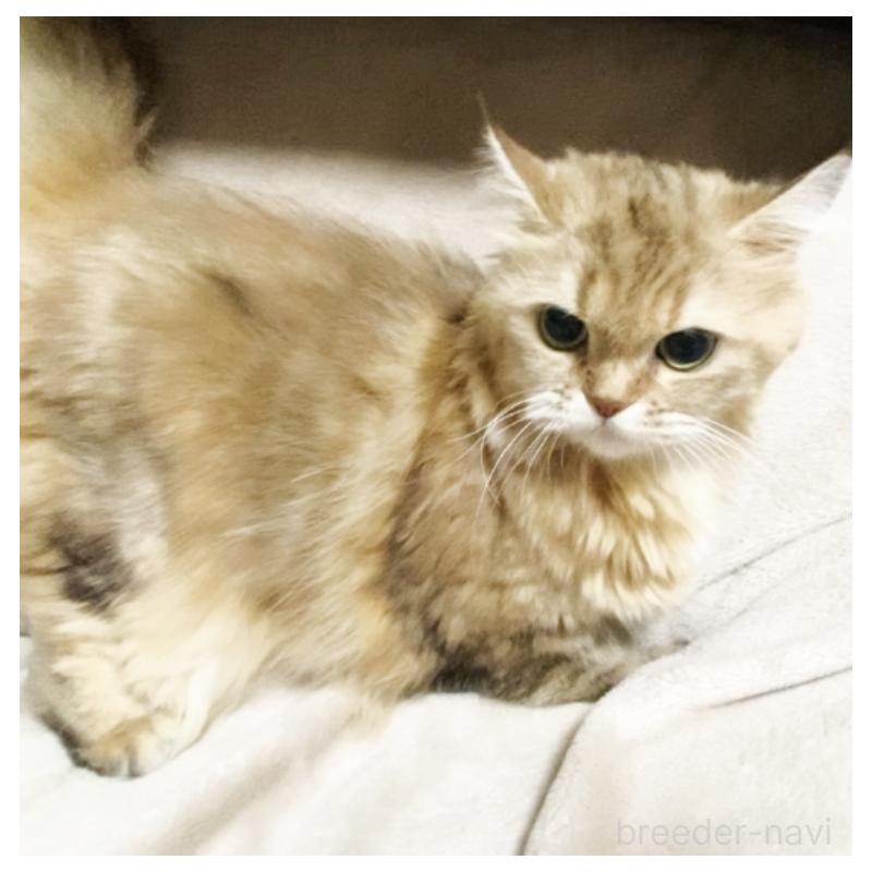 販売中の埼玉県のスコティッシュフォールド-130381の5枚目