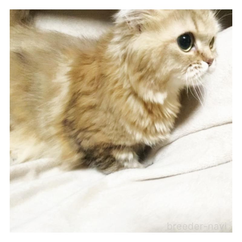 販売中の埼玉県のスコティッシュフォールド-130381の4枚目