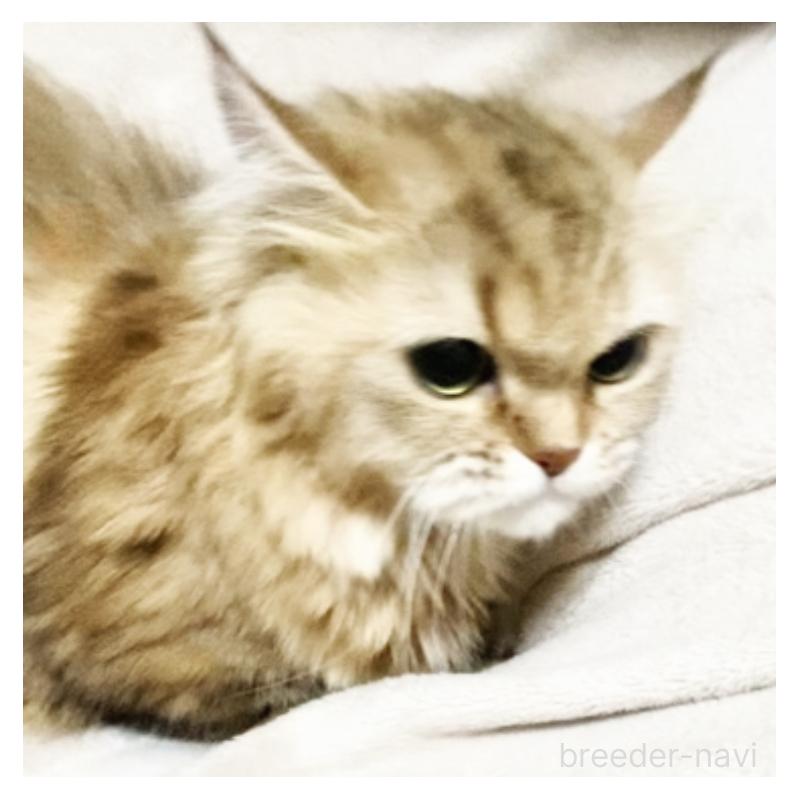 販売中の埼玉県のスコティッシュフォールド-130381の3枚目