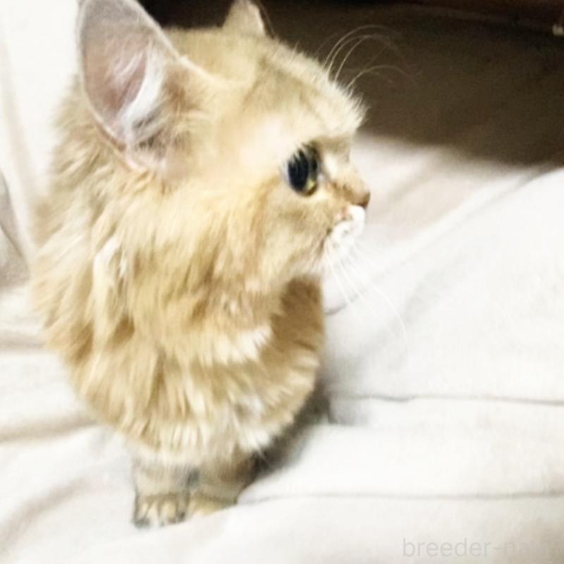 販売中の埼玉県のスコティッシュフォールド-130381の2枚目