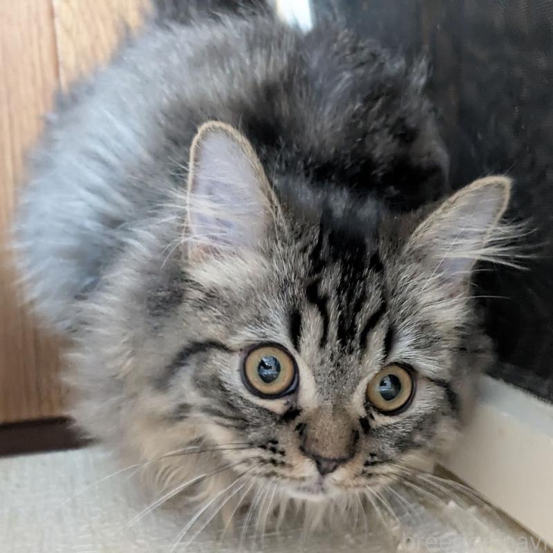 販売中の大阪府のミヌエット-120589の1枚目