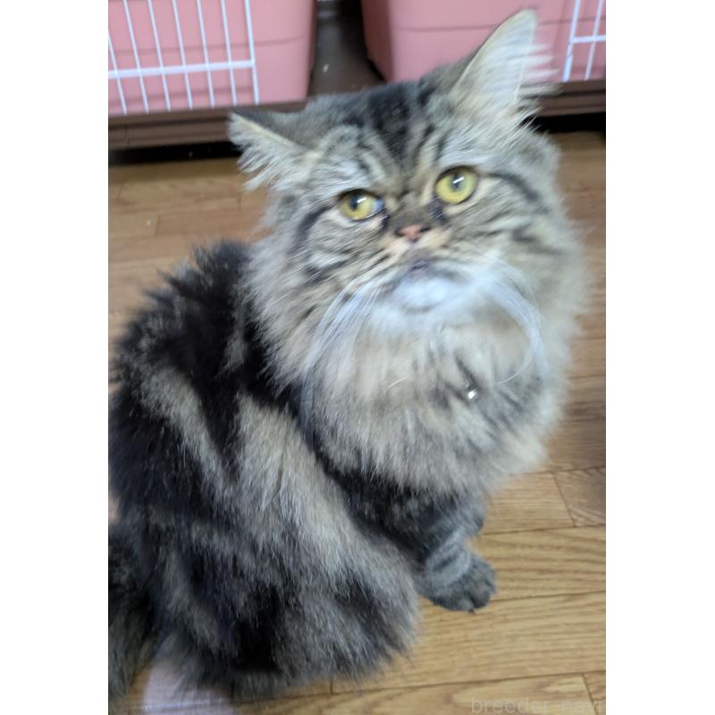 販売中の大阪府のミヌエット-81311