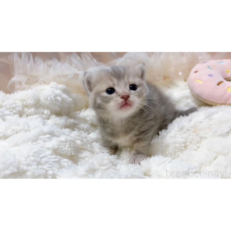 販売中の群馬県のマンチカン(短足)-130382の5枚目