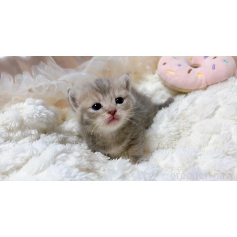 販売中の群馬県のマンチカン(短足)-130382の3枚目