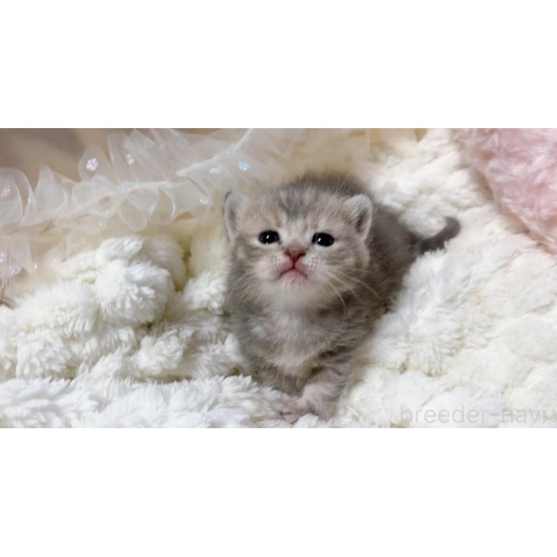 販売中の群馬県のマンチカン(短足)-130382の4枚目