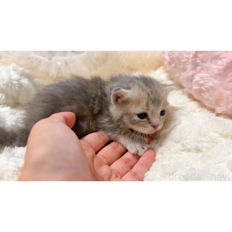 販売中の群馬県のマンチカン(短足)-130382の2枚目