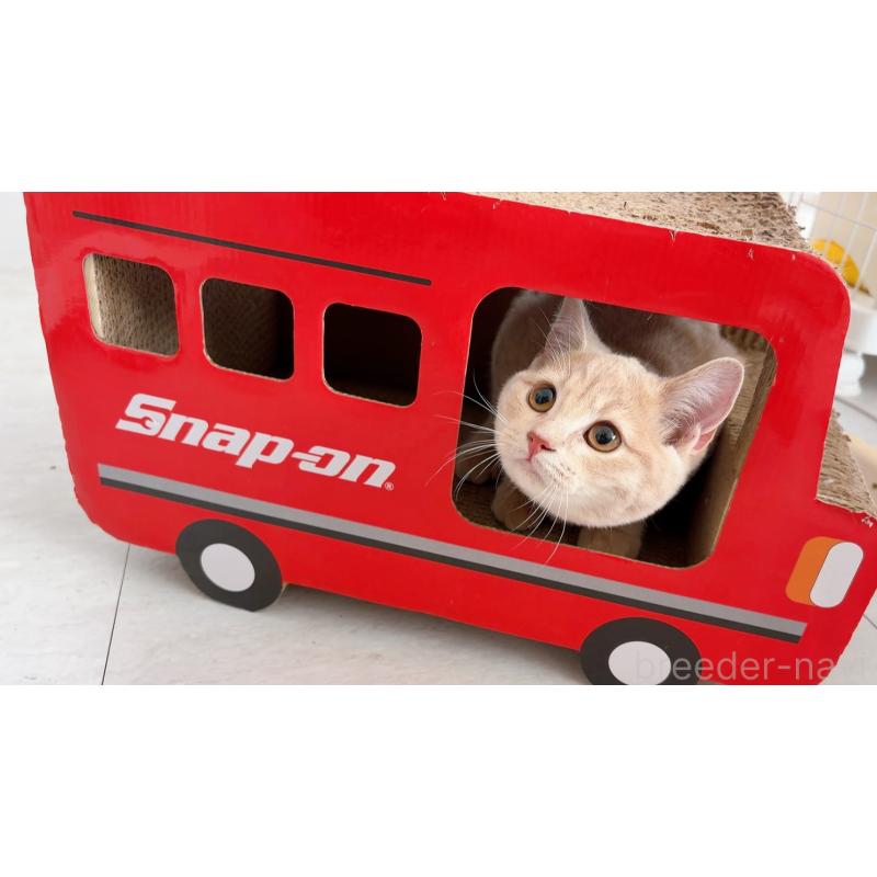 販売中の群馬県のスコティッシュフォールド-123233の2枚目