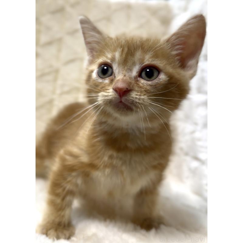 販売中の東京都のアメリカンショートヘア-130383の5枚目