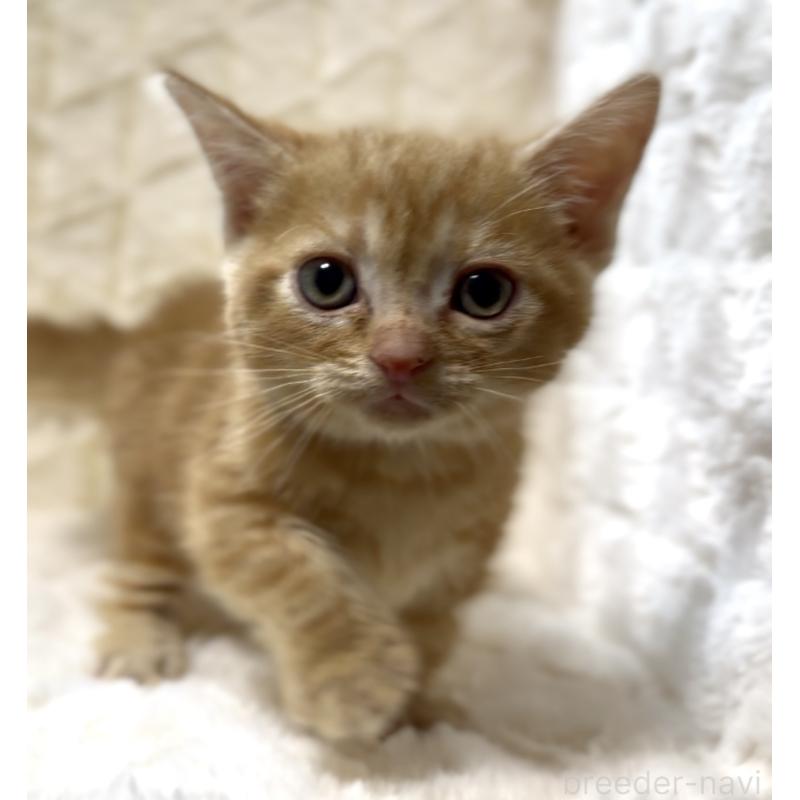 販売中の東京都のアメリカンショートヘア-130383の4枚目