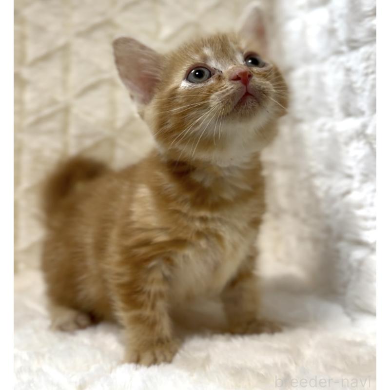 販売中の東京都のアメリカンショートヘア-130383の3枚目