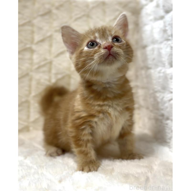 販売中の東京都のアメリカンショートヘア-130383の2枚目