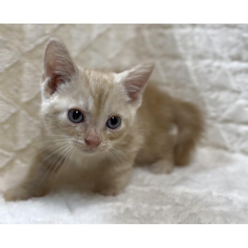 販売中の東京都のアメリカンショートヘア-130384の5枚目