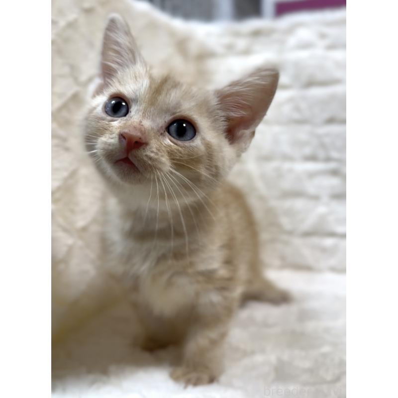 販売中の東京都のアメリカンショートヘア-130384の4枚目