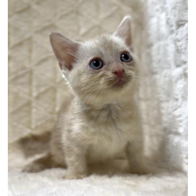 販売中の東京都のアメリカンショートヘア-130385の6枚目