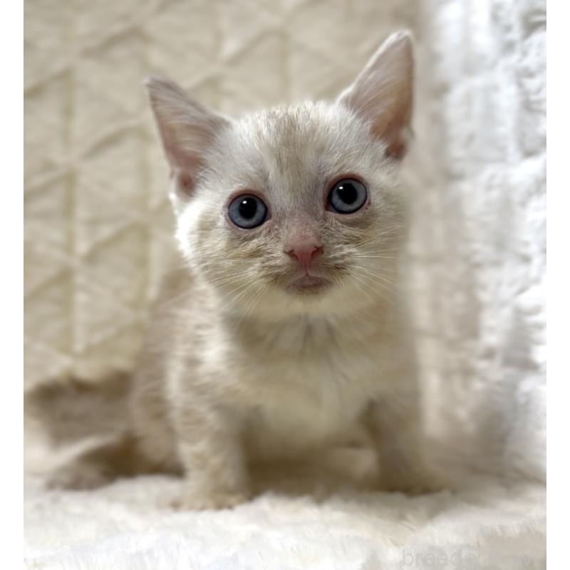 販売中の東京都のアメリカンショートヘア-130385の5枚目