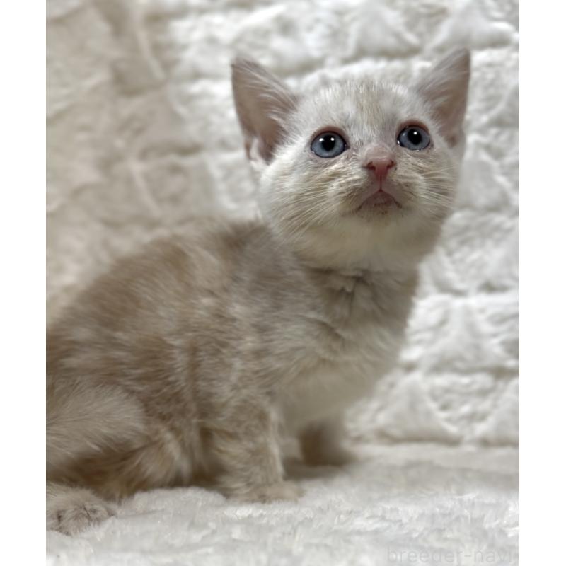 販売中の東京都のアメリカンショートヘア-130385の4枚目